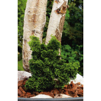 Cyprysik tępołuskowy 'Nana Gracilis' | Chamaecyparis obtusa
