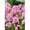 Floks wiechowaty 'Bright Eyes' | Phlox panniculata