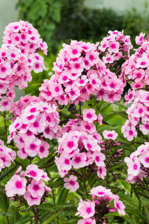 Floks wiechowaty 'Bright Eyes' | Phlox panniculata