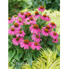 Jeżówka purpurowa 'Pow Wow Wild Berry' | Echinacea purpurea