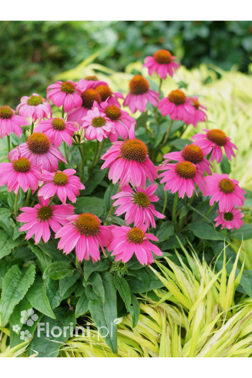 Jeżówka purpurowa 'Pow Wow Wild Berry' | Echinacea purpurea