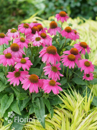 Jeżówka purpurowa 'Pow Wow Wild Berry' | Echinacea purpurea