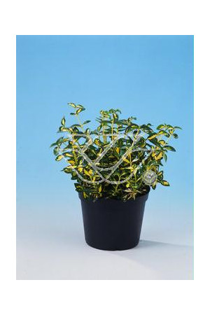 trzmielina, Euonymus