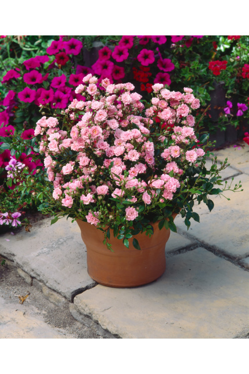 Róża 'The Fairy Pink' (okrywowa) | Rosa