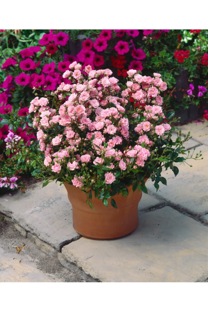 Róża 'The Fairy Pink' (okrywowa) | Rosa