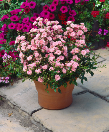 Róża 'The Fairy Pink' (okrywowa) | Rosa