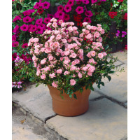 Róża 'The Fairy Pink' (okrywowa) | Rosa