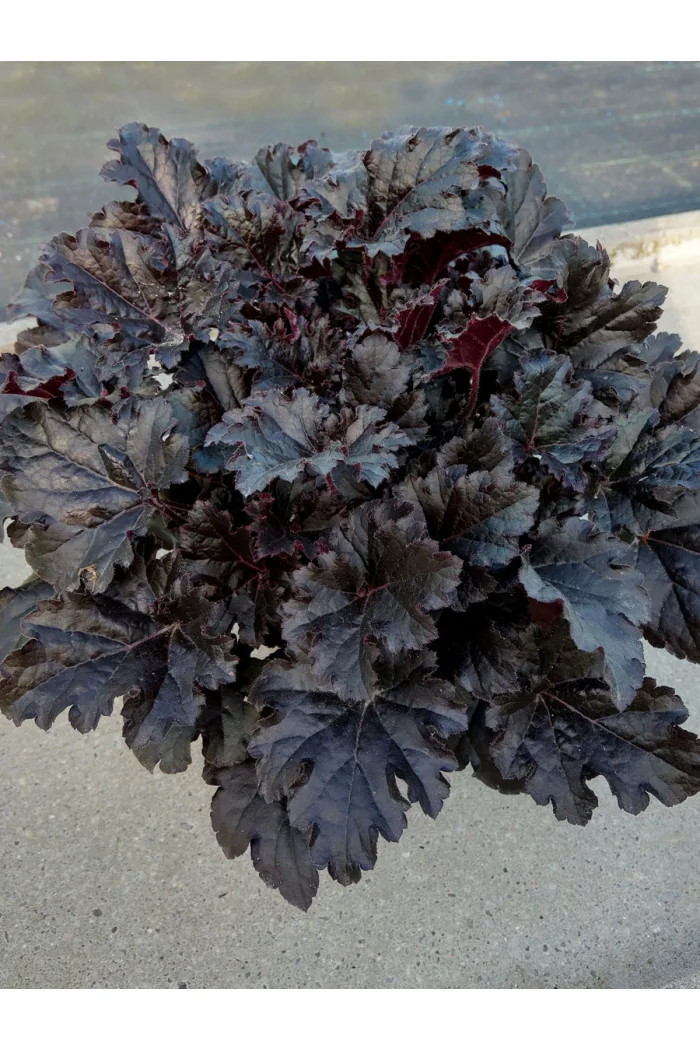 Żurawka 'Timeless Night' | Heuchera