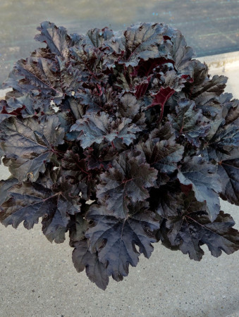 Żurawka 'Timeless Night' | Heuchera