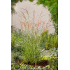 Miskant chiński 'Kleine Silberspinne' | Miscanthus sinensis