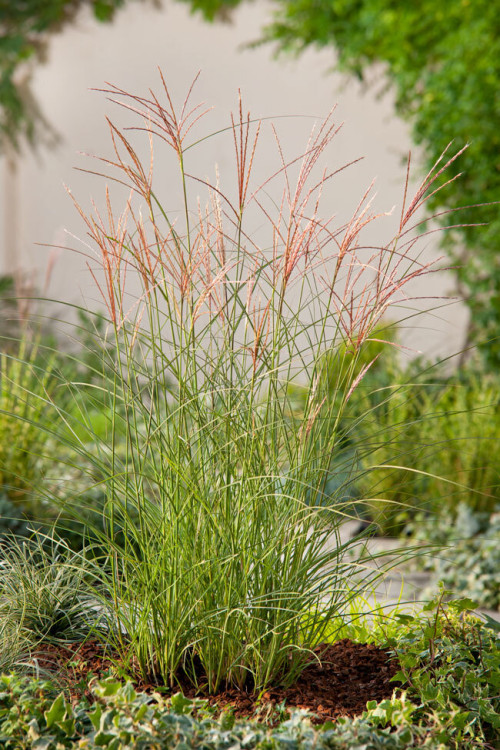 Miskant chiński 'Kleine Silberspinne' | Miscanthus sinensis