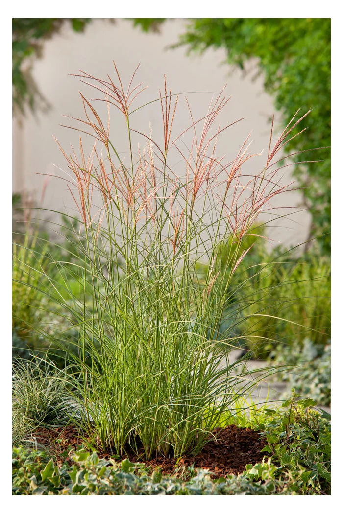 Miskant chiński 'Kleine Silberspinne' | Miscanthus sinensis