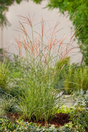Miskant chiński 'Kleine Silberspinne' | Miscanthus sinensis