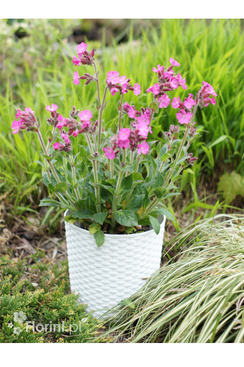 Lepnica 'Rollies Favorite' | Silene x robotii