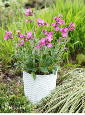 Lepnica 'Rollies Favorite' | Silene x robotii