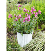 Lepnica 'Rollies Favorite' | Silene x robotii