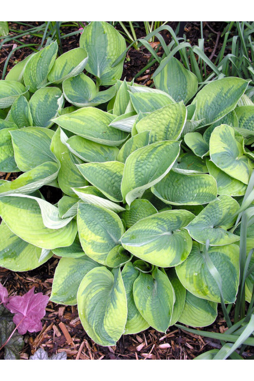 Funkia 'Tokudama Flavocircinalis' Hosta