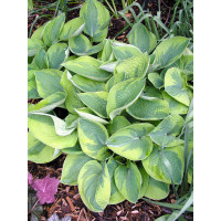 Funkia 'Tokudama Flavocircinalis' Hosta