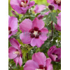 Ketmia syryjska 'Pink Giant' Hibiscus syriacus