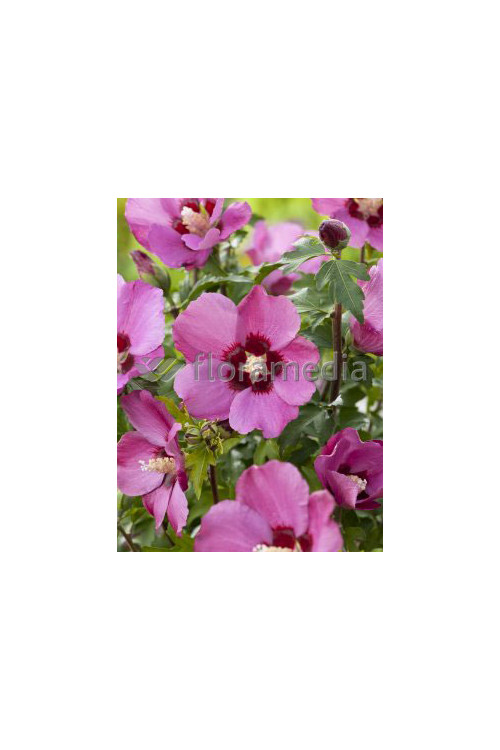 Ketmia syryjska 'Pink Giant' Hibiscus syriacus