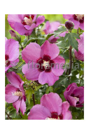 Ketmia syryjska 'Pink Giant' Hibiscus syriacus