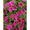 Surfinia 'Magenta Picotee'