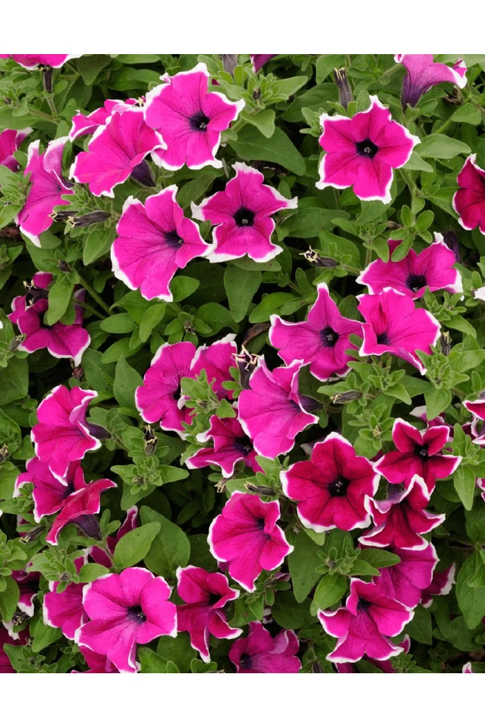 Surfinia 'Magenta Picotee'