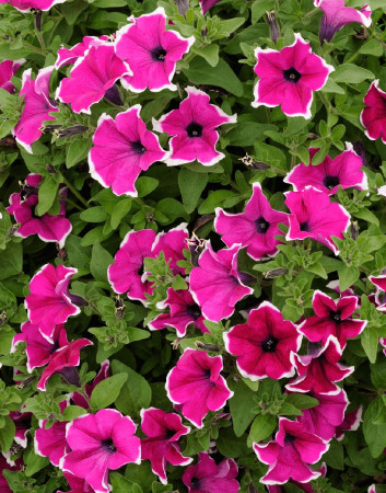 Surfinia 'Magenta Picotee'