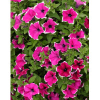 Surfinia 'Magenta Picotee'
