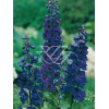 Ostróżka ogrodowa 'Black Knight' Delphinium