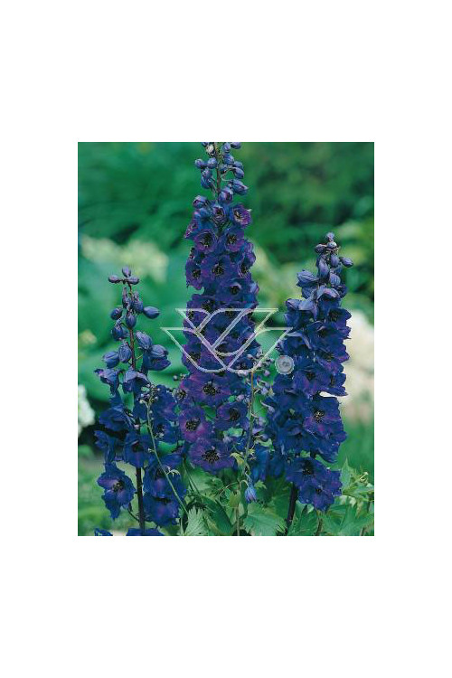 Ostróżka ogrodowa 'Black Knight' Delphinium