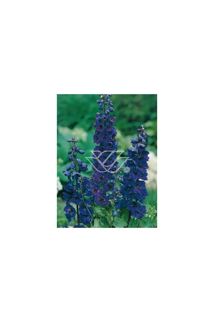 Ostróżka ogrodowa 'Black Knight' Delphinium