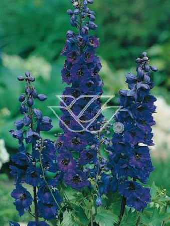 Ostróżka ogrodowa 'Black Knight' Delphinium