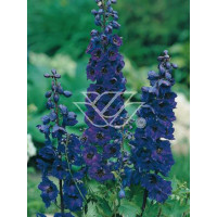 Ostróżka ogrodowa 'Black Knight' Delphinium