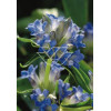 Goryczka dahurska Gentiana dahurica