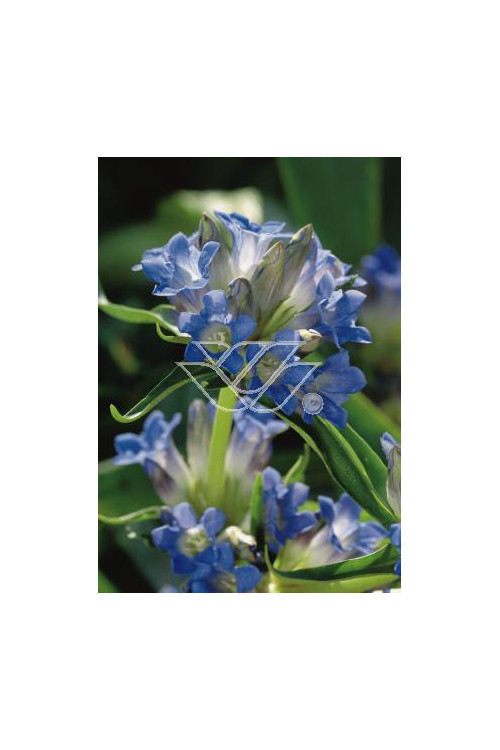 Goryczka dahurska Gentiana dahurica