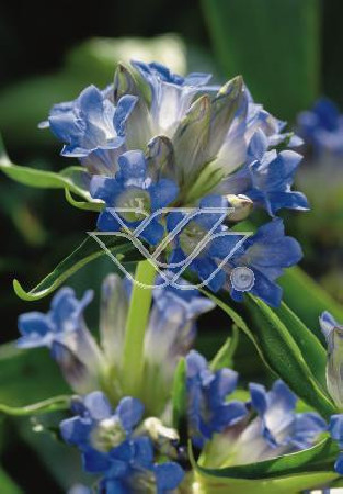 Goryczka dahurska Gentiana dahurica