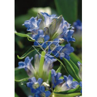 Goryczka dahurska Gentiana dahurica