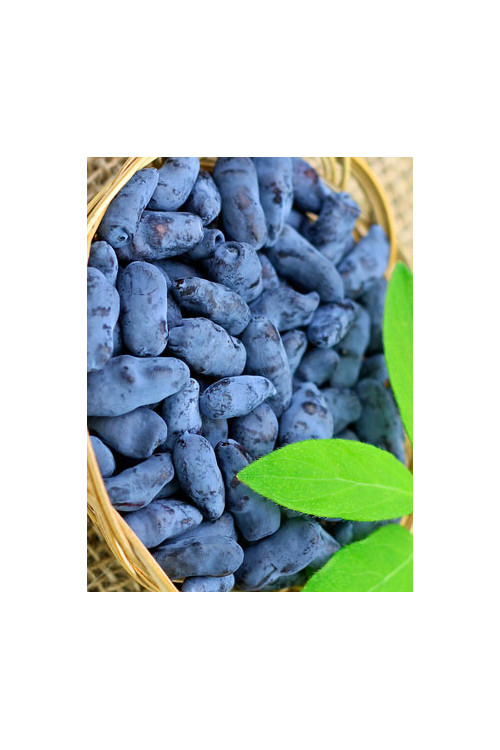 Jagoda kamczacka 'Sinogłaska' Lonicera coerulea var. Kamtschatica