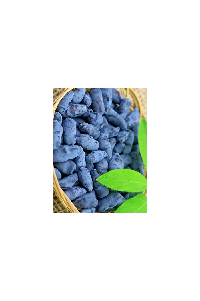 Jagoda kamczacka 'Sinogłaska' Lonicera coerulea var. Kamtschatica