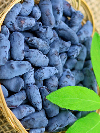 Jagoda kamczacka 'Sinogłaska' Lonicera coerulea var. Kamtschatica