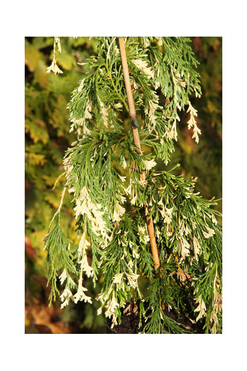 Cyprysik nutkajski 'Variegata' Chamaecyparis nootkanensis