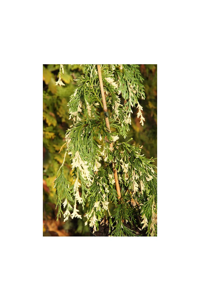 Cyprysik nutkajski 'Variegata' Chamaecyparis nootkanensis