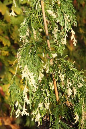 Cyprysik nutkajski 'Variegata' Chamaecyparis nootkanensis