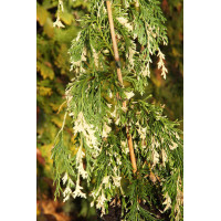 Cyprysik nutkajski 'Variegata' Chamaecyparis nootkanensis