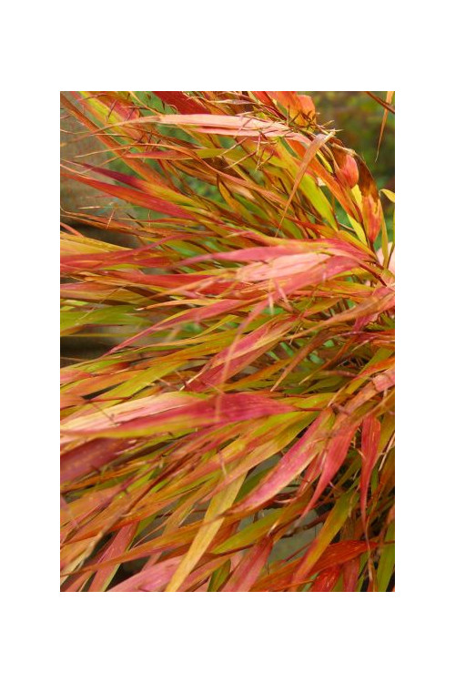 Hakonechloa 'Nicolas' Hakonechloa macra