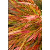 Hakonechloa 'Nicolas' Hakonechloa macra