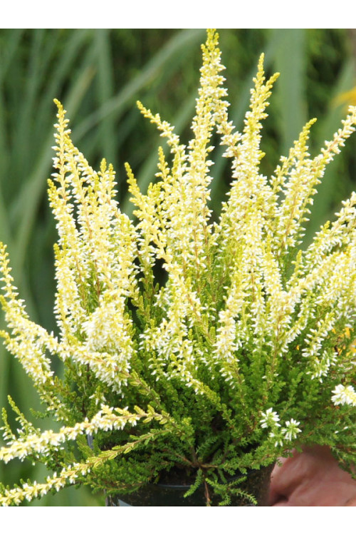 Wrzos 'Sandy' Calluna vulgaris