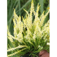 Wrzos 'Sandy' Calluna vulgaris