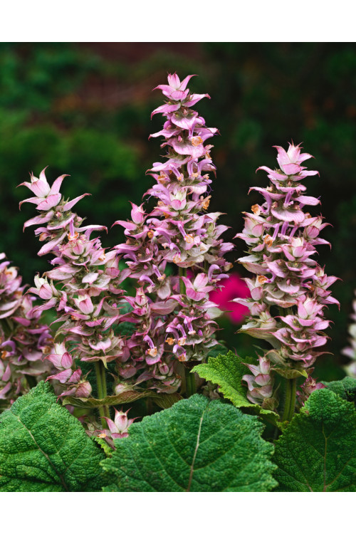 Szałwia muszkatołowa Salvia sclarea